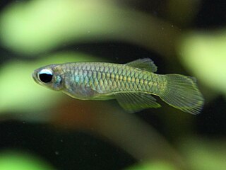 <i>Poropanchax normani</i> Species of fish