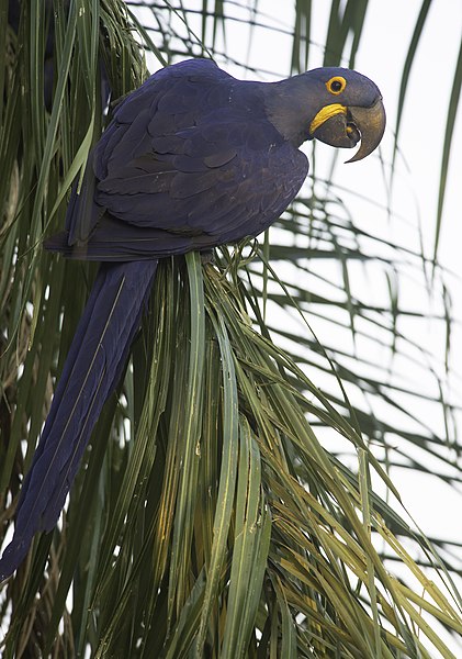 File:Arara azul grande.jpg