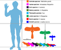 Size of known specimens, compared to a human.