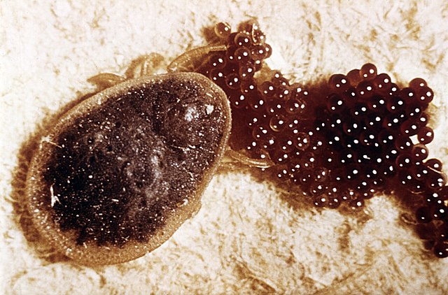 A soft-bodied tick of the family Argasidae, beside eggs it has just laid