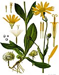 Arnica montana — Арника горная