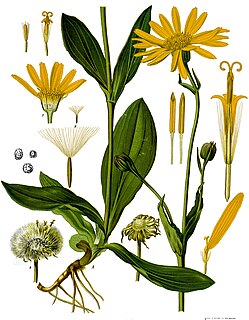 <i>Arnica</i> Genus of flowering plants