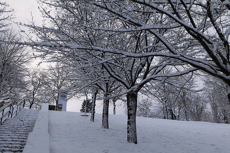 File:Around Griebnitzsee with snow 2021-01-30 05.jpg