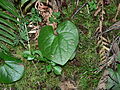 Asarum caudatum