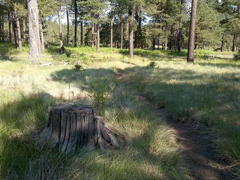 File:Aspen Trail, Payson, AZ 85541, USA - panoramio (5).jpg