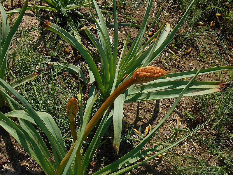 File:Asphodelus ramosus 2016-04-17 7458.jpg