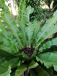 Nestvaren (Asplenium nidus) met ongedeelde bladen