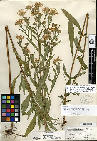 Isotype of Aster hendersonii stored at the Harvard University Herbarium. Collected 5 August 1894 at the Saint Maries River, Kootenai County, Idaho. Aster (Symphyotrichum) hendersonii isotype HUH00003650.jpg