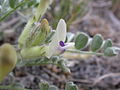 Astragalus purshii (4000600827).jpg