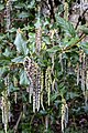 * Nomination Garrya elliptica at Kew Gardens --Mike Peel 06:00, 24 April 2024 (UTC) * Promotion  Support Good quality. --Poco a poco 06:34, 24 April 2024 (UTC)