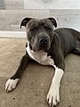 American Pit Bull Terrier - Simple English Wikipedia, the free encyclopedia