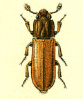 Miniatura para Colydiinae