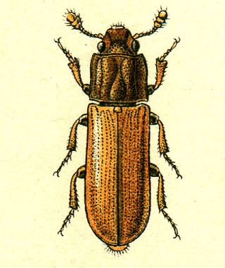 <i>Aulonium</i> Genus of cylindrical bark beetles