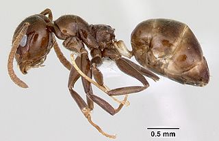 <i>Axinidris murielae</i> Species of ant