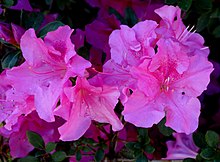 Azalea 'Pink Lace