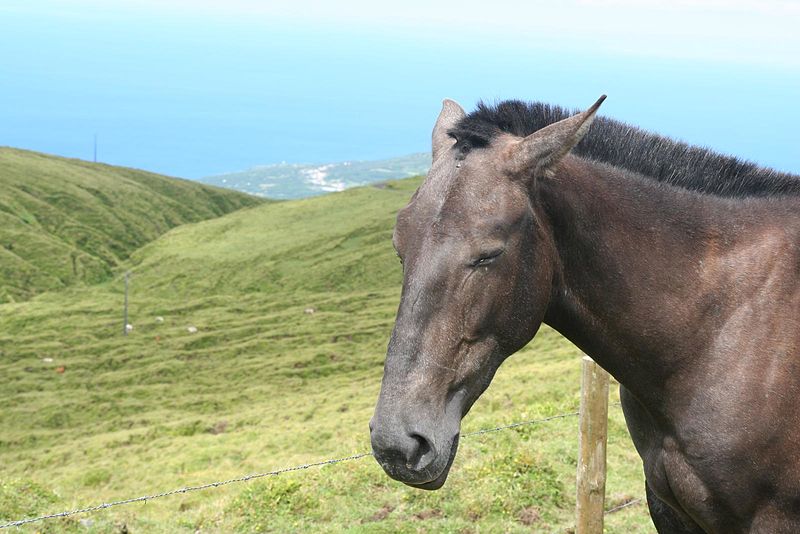 File:Azores (7822029268).jpg