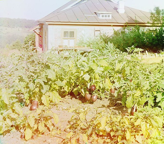 File:Badrazhany, Eggplants (cropped).jpg