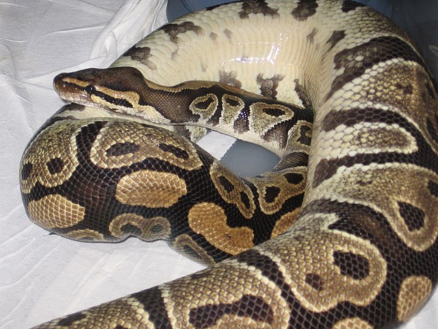 timor python care sheet