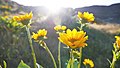 Balsamorhiza careyana near Vantage, Kittitas County Washington