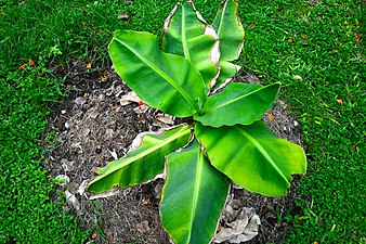 Banana cultivars in Queen Sirikit Park