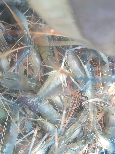 File:Bangladeshi shrimp.jpg