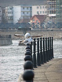 Banke Somes Cluj-Napoca.jpg