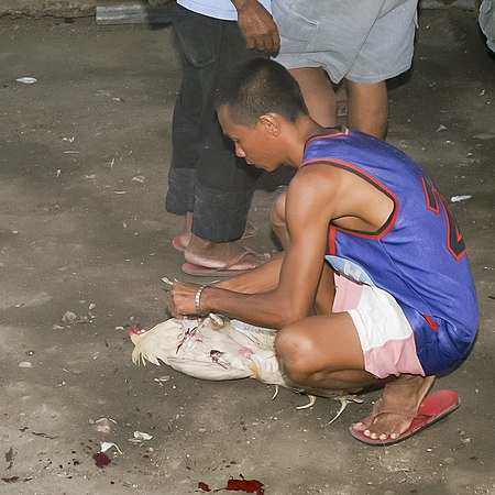 Tập_tin:Barangay-Bulacao_Cebu-City_Philippines_Cockfighting-event-11.jpg