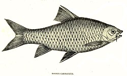 Barbodes carnaticus Thomas.jpg