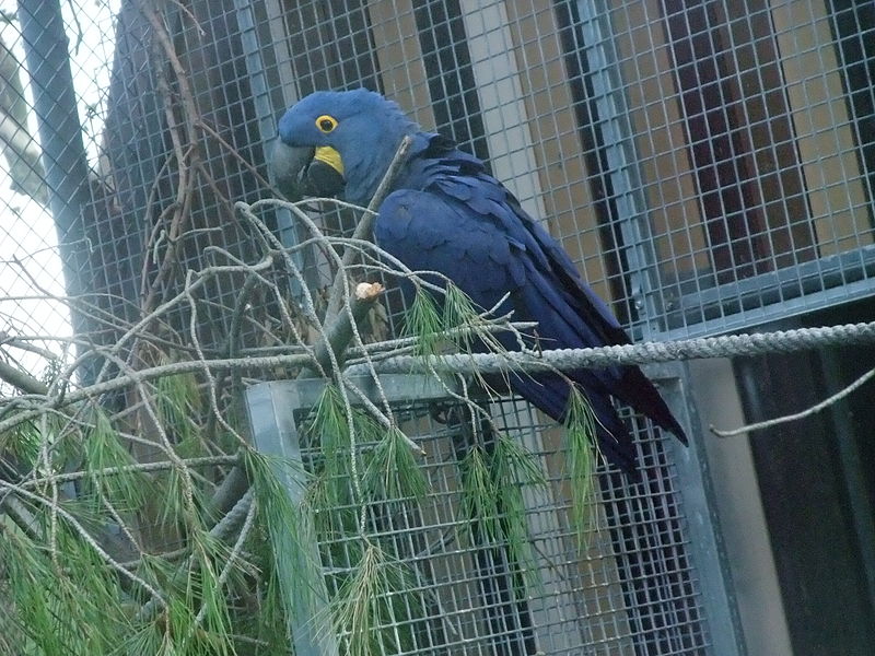 File:Barcelona-Zoo-Guacamayo jacinto (Anodorhynchus hyacinthinus).jpg