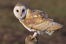 Barn Owl, Lancashire.jpg