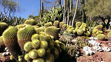 Golden barrel cacti at the Huntington