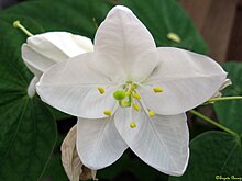 File:Bauhinia_Acuminata.jpg