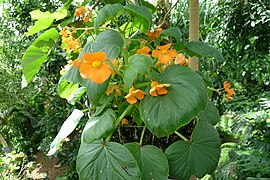 Begonia arter - frwiki.wiki