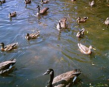 Geese and ducks are just two types of water birds, which include seabirds, shorebirds, waterfowl, and numerous other forms of birds. Belmont lake birds.jpg