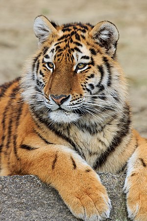 Berlin Tierpark Friedrichsfelde 12-2015 img23 Siberian tiger.jpg