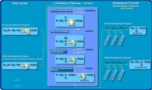 MCAD is one of the enzymes responsible for dehydrogenation of fatty acids as they cycle through the beta-oxidation spiral. BetaOxidationSpiral.tiff