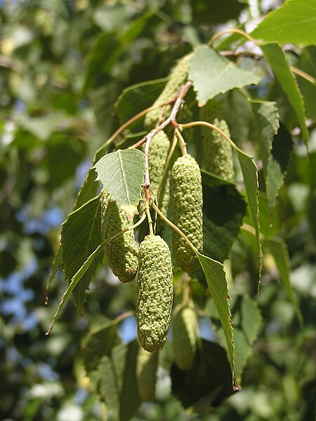 File:Betula pendula in Sedovo 1.jpg