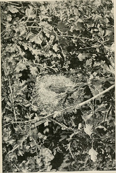 File:Birds in London (1898) (14732713006).jpg