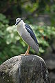 English: A Black-crowned Night Heron in the park surrounding Chiang Kai-shek Memorial Hall in Taipei, Taiwan, R.O.C.. Français : Un bihoreau gris dans le parc entourant le Chiang Kai-shek Memorial Hall à Taipei, Taiwan, R.O.C..