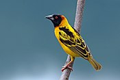 Black-headed weaver (Ploceus cucullatus bohndorffi) male.jpg