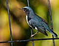 Thumbnail for File:Black-throated Blue Warbler During Fall Migration.jpg