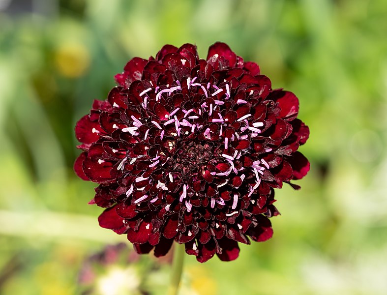 File:Black knight pincushion (74912).jpg