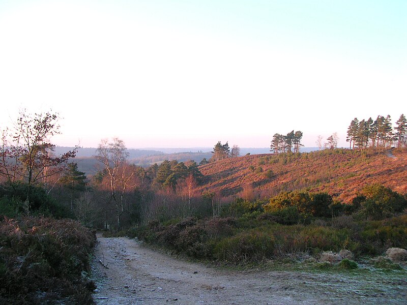 File:Blackdown Jan 3 09 008.JPG