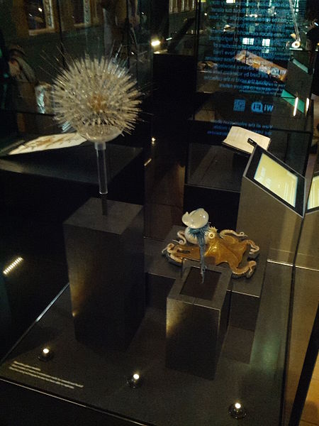 File:Blaschka glass models, Treasures Exhibition, Natural History Museum 18.jpg