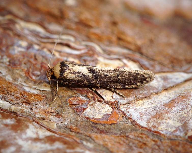 File:Blastobasis adustella (43514204194).jpg