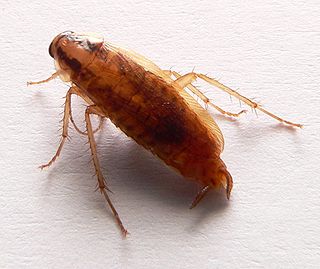 <i>Blattella</i> Genus of cockroaches