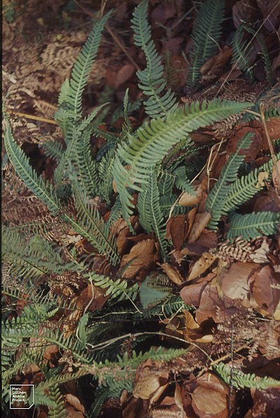 File:Blechnum spicant, Gwaelod, 8 November 1963 (25386160609).jpg