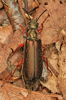 Blister Böceği - Lytta aenea, Leesylvania Eyalet Parkı, Woodbridge, Virginia.jpg