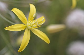 <i>Bloomeria crocea</i> Species of flowering plant