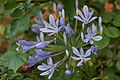 Blue Lily 1 2013-07-02.jpg